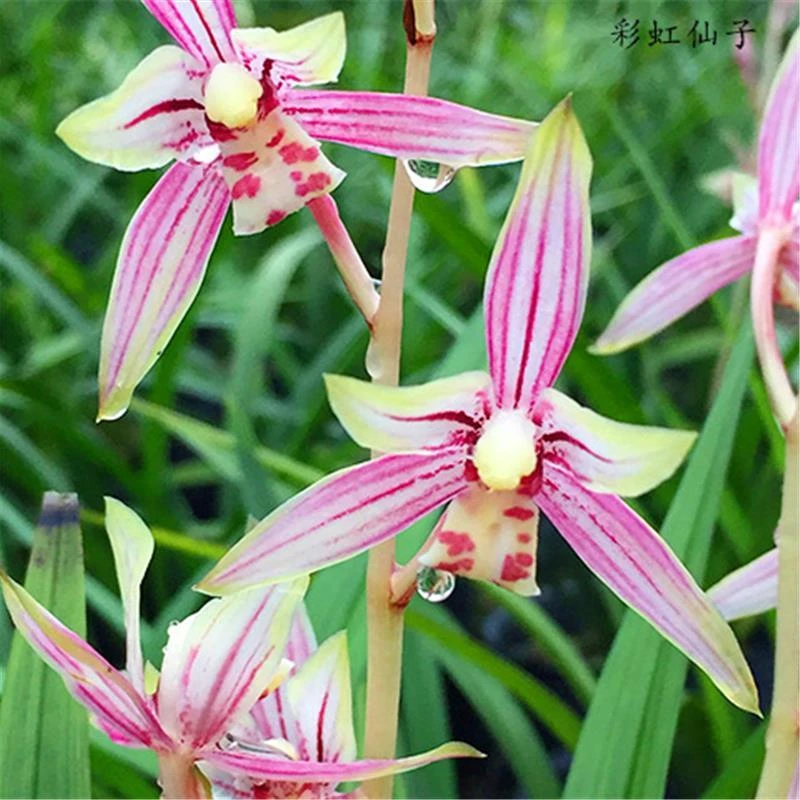 建兰彩虹仙子四季兰花苗带夏秋花苞好养绿植盆栽浓香