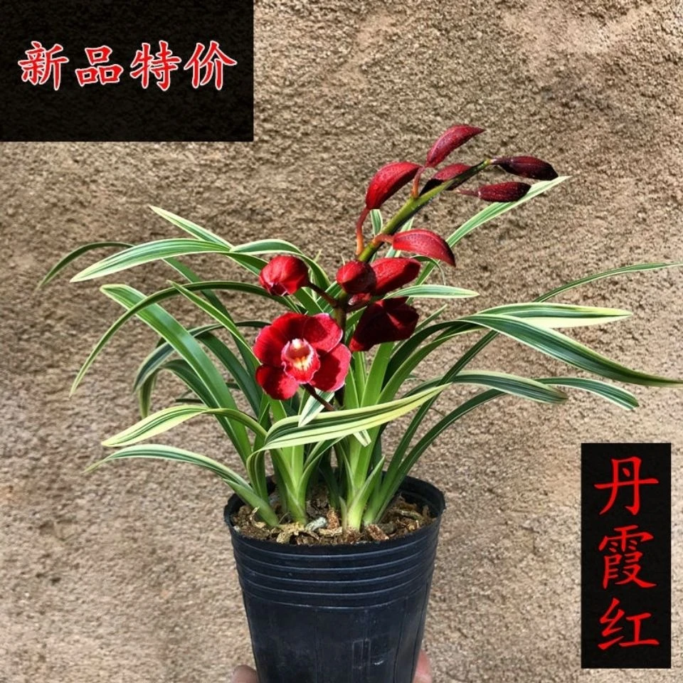 建兰金边先艺兰花  丹霞红  浓香型叶艺花卉
