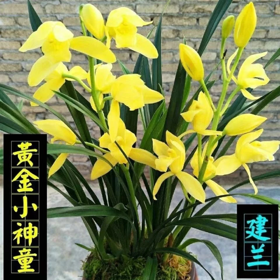 超香兰花  黄金小神童 开花超香 室内盆栽
