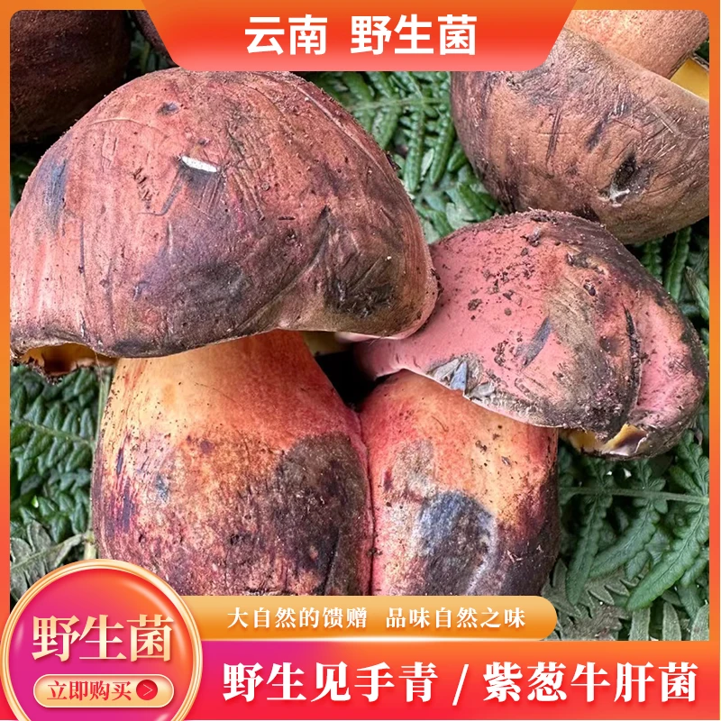 云南见手青/紫葱牛肝菌当季现采新鲜食用美味冷链