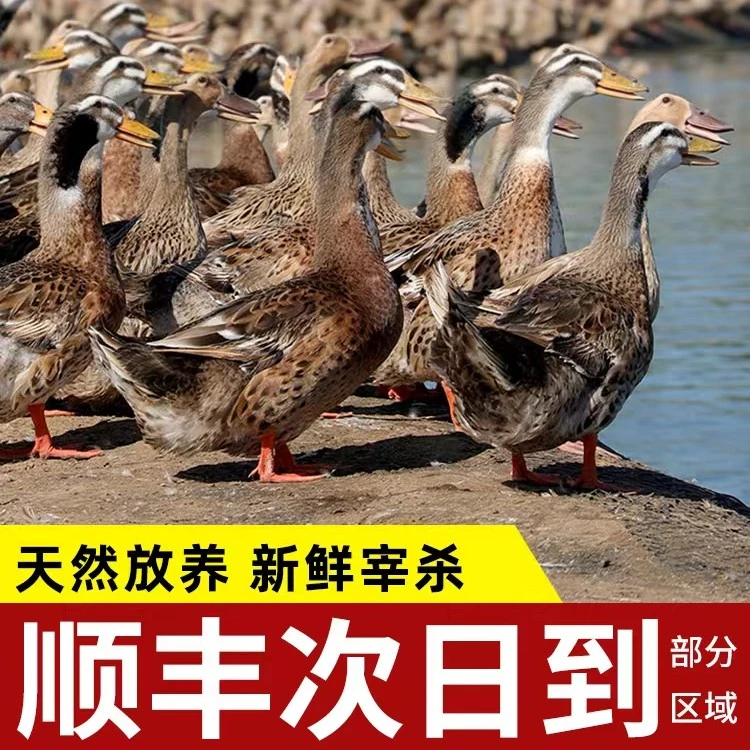 1只土鸡+1只老麻鸭组合装（合重5.5-6斤）原生态不土包退