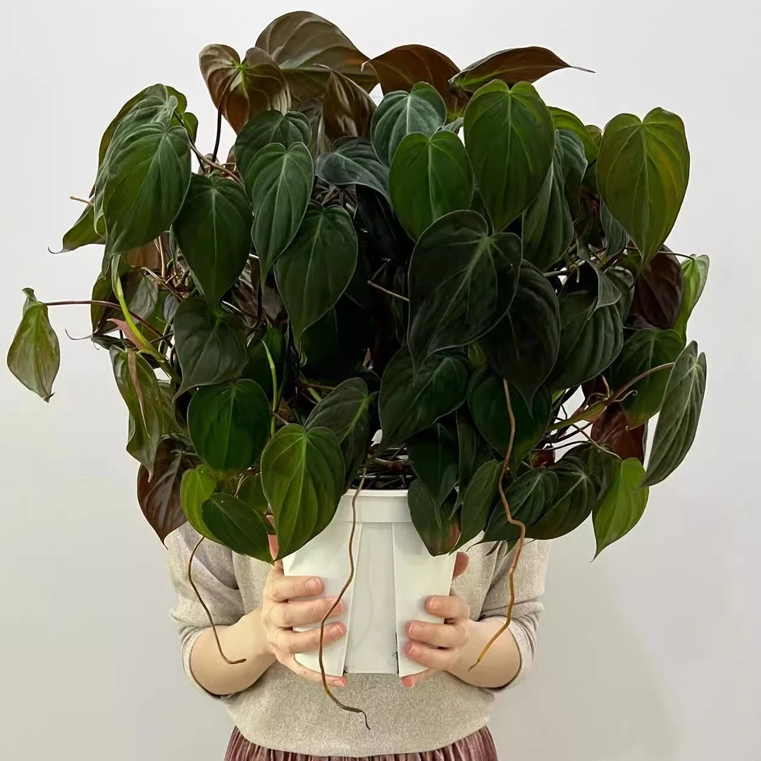 云母蔓绿绒 室内观叶植物盆栽花卉绿植