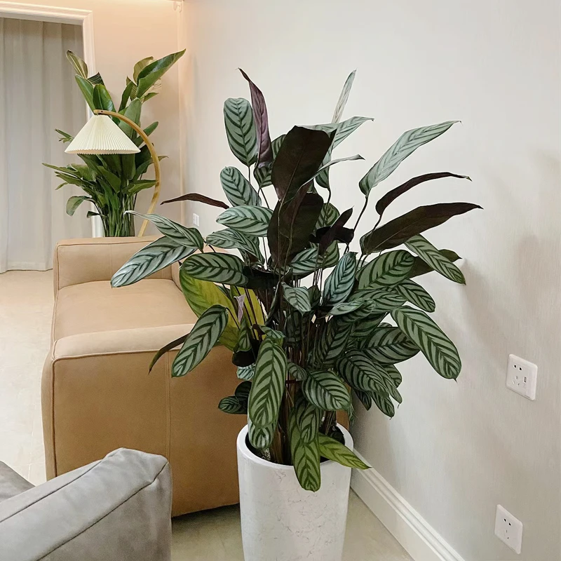 新飞羽竹芋 室内观叶植物四季常青盆栽花卉绿植