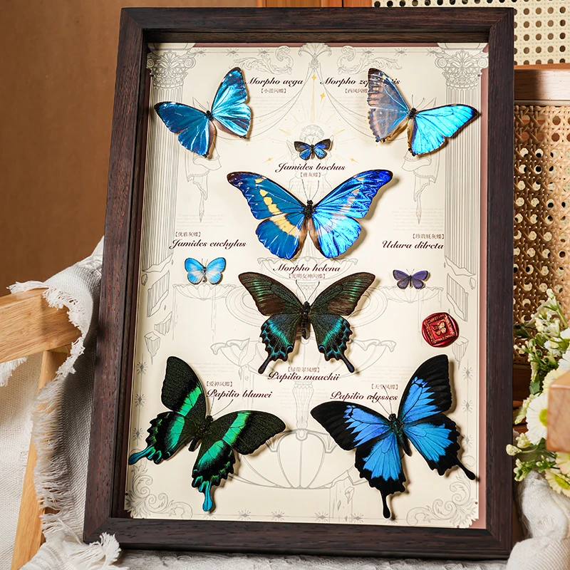 直播-锦绣山河真蝴蝶标本浪漫惊喜礼物玄关摆件情侣创意送礼成品