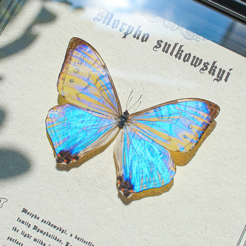 直播A1/A-夜明珠闪蝶雄性蝴蝶标本罕见昆虫情侣创意生日礼物摆件