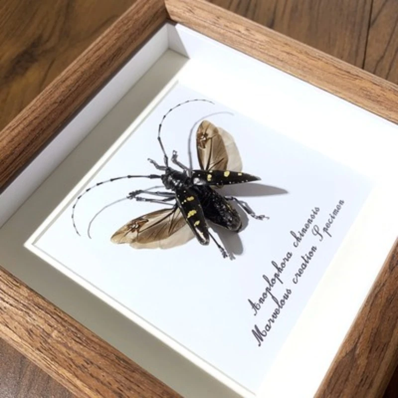 【直播专享】A1/A-星天牛昆虫甲虫标本真虫【5寸方框】