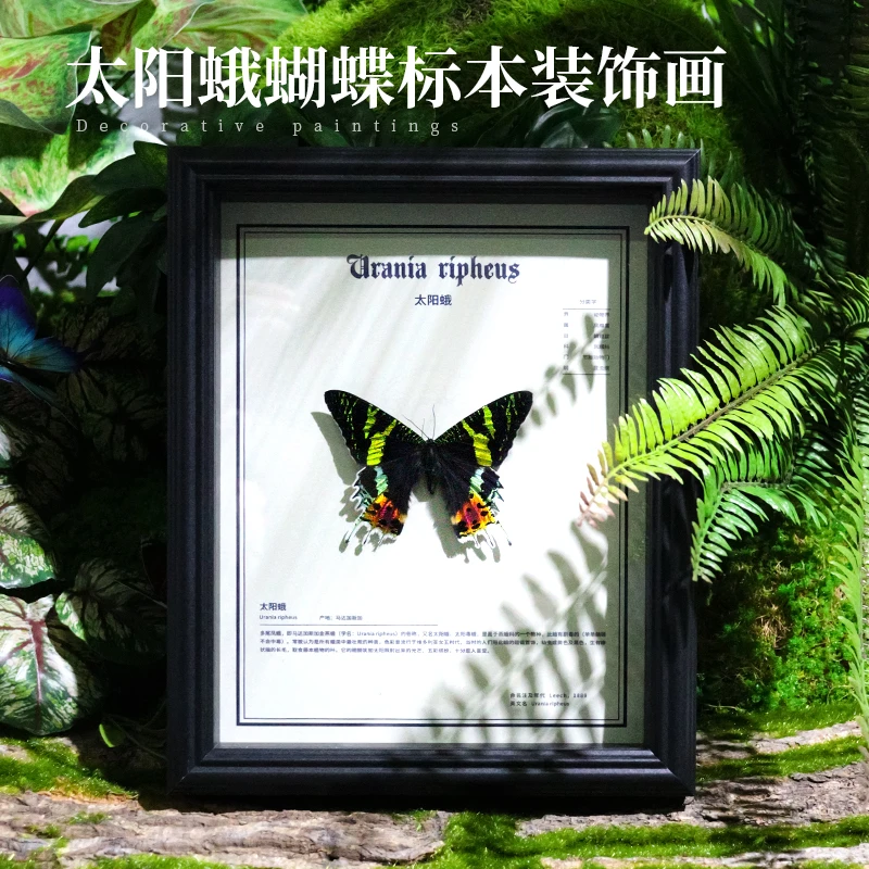 太阳蛾标本装饰画昆虫标本桌面摆件小众生日纪念日礼物送女友好物