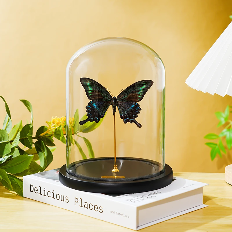 直播绿带翠凤蝶夏型蝴蝶标本透明玻璃罩高档创意小众家居摆件礼物
