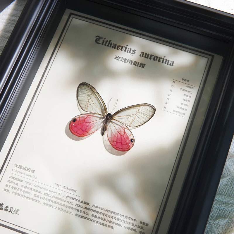 玫瑰绡眼蝶水晶眼蝶粉蝶蝴蝶标本装饰画摆件收藏科普儿童教学工具