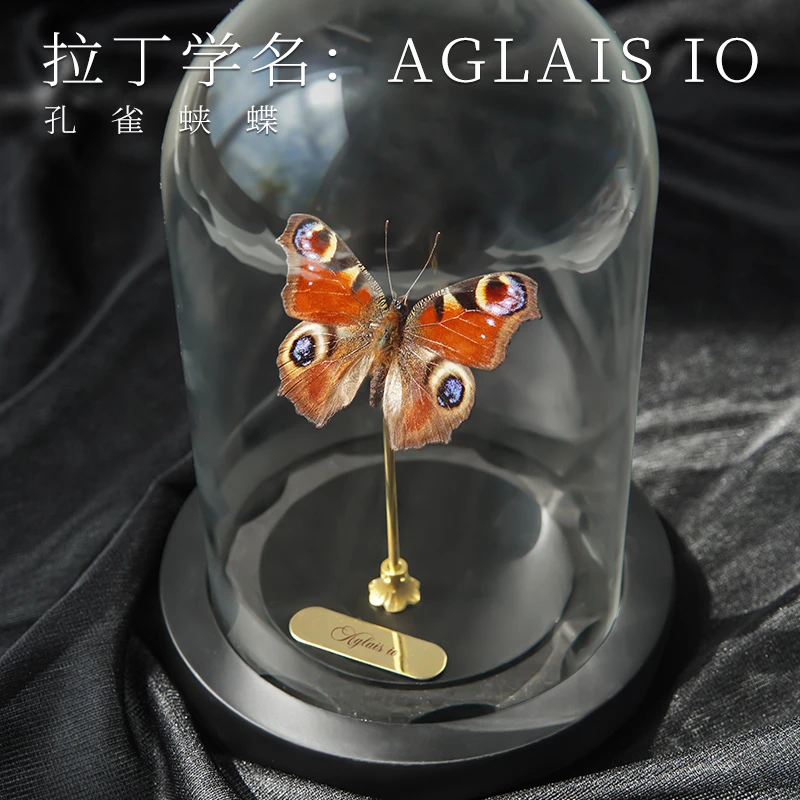 孔雀蛱蝶纯手工蝴蝶标本摆件透明玻璃罩款可爱高颜值简约百搭礼物