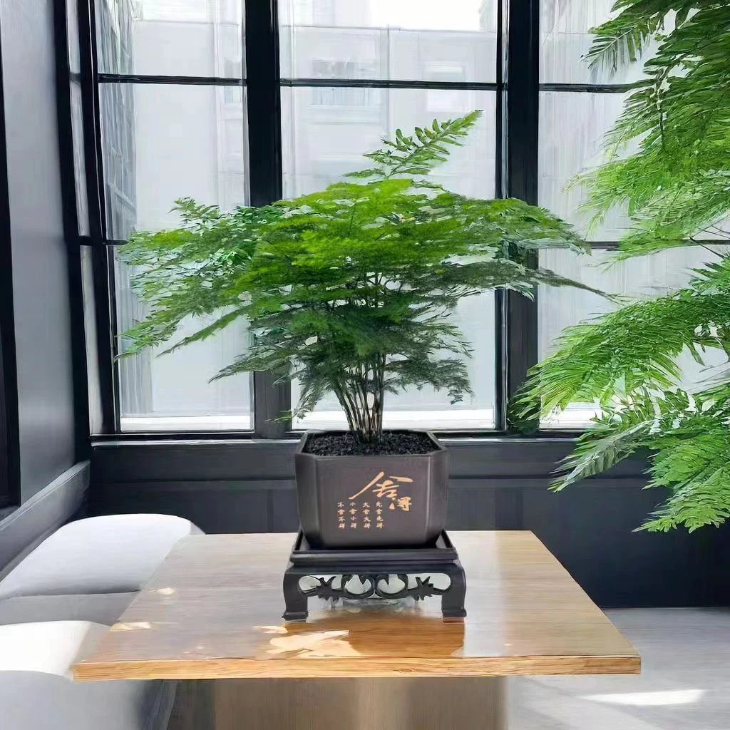 花草季铁杆文竹盆栽植物室内净化空气办公室绿植盆栽盆景四季常青