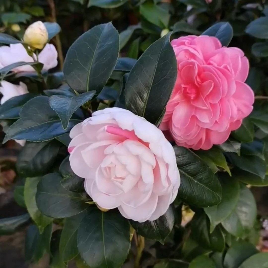 乔伊茶花原生盆栽树苗一树多色稀有名贵进口品种福建龙岩基地直销