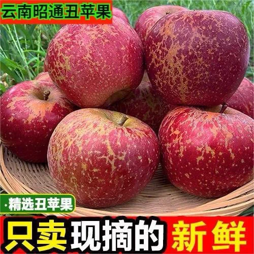 云南昭通苹果薄皮冰糖心丑苹果纯天然新鲜采摘当季红富士新鲜水果