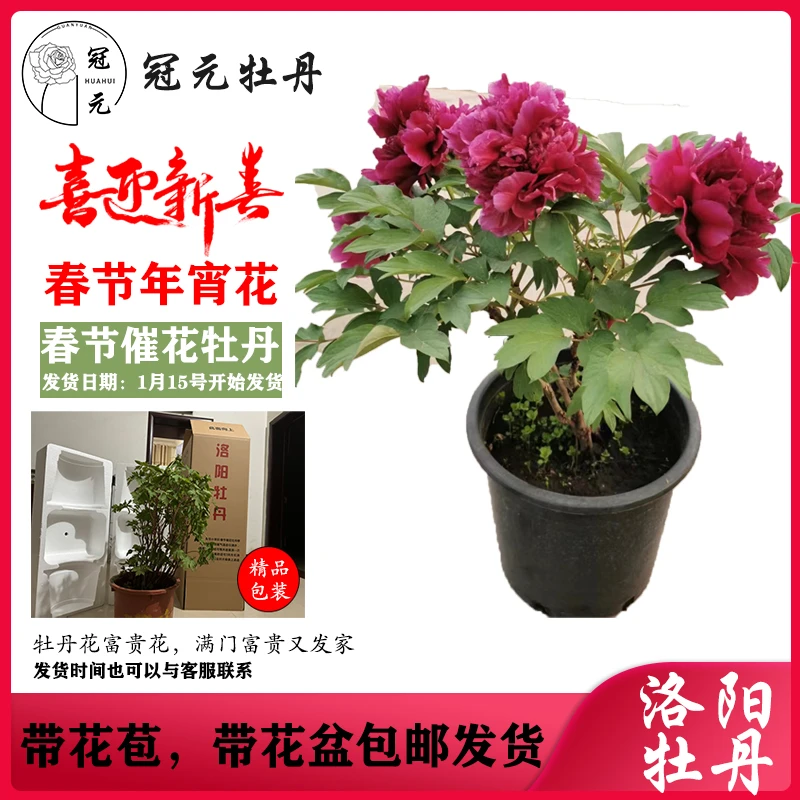 【春节盆栽牡丹】洛阳牡丹年宵花简约清香现货发货春节开花花开富贵