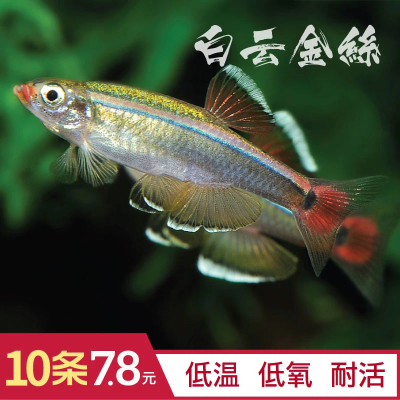 白云金丝鱼灯科鱼冷水活体小型原生鱼唐鱼不加温观赏耐活淡科包活