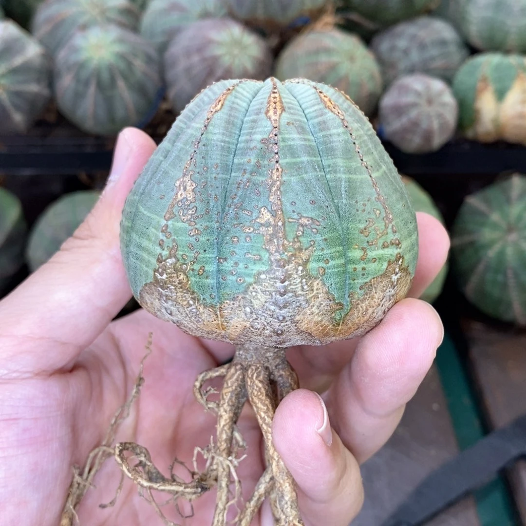 欧系实生布纹球多肉植物