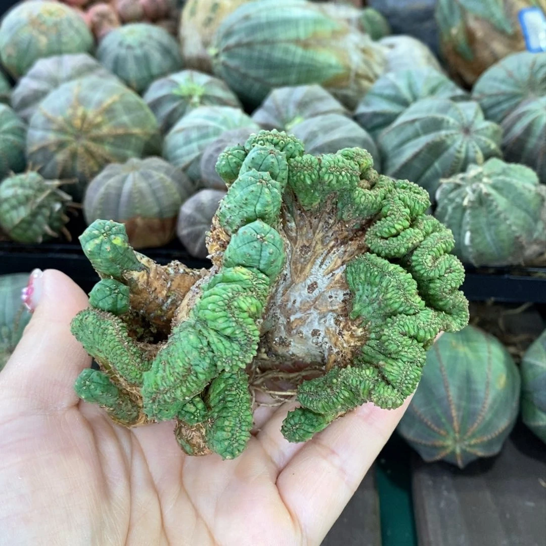 欧布纹球缀化多肉植物