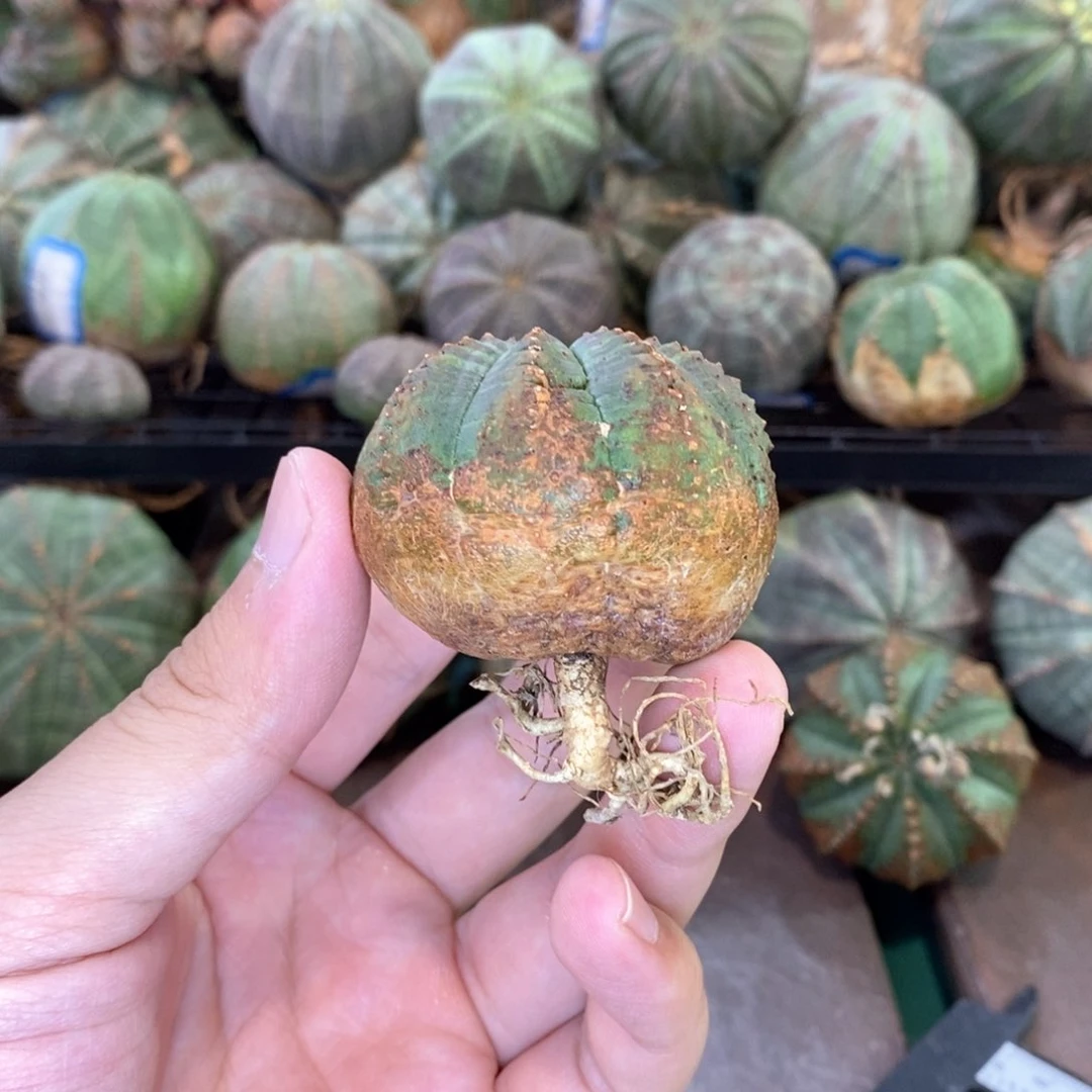 法利达大戟科多肉植物