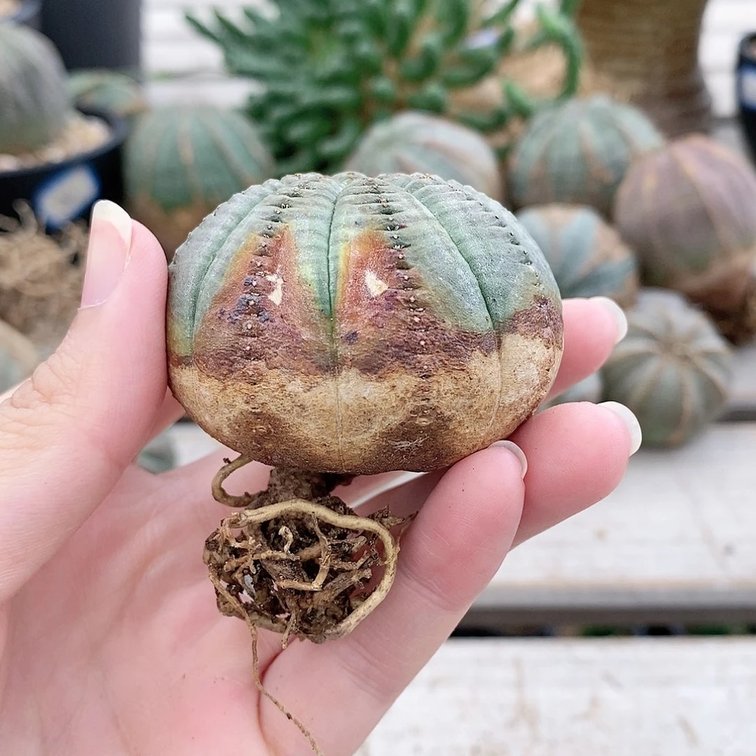 欧系实生布纹球精品多肉