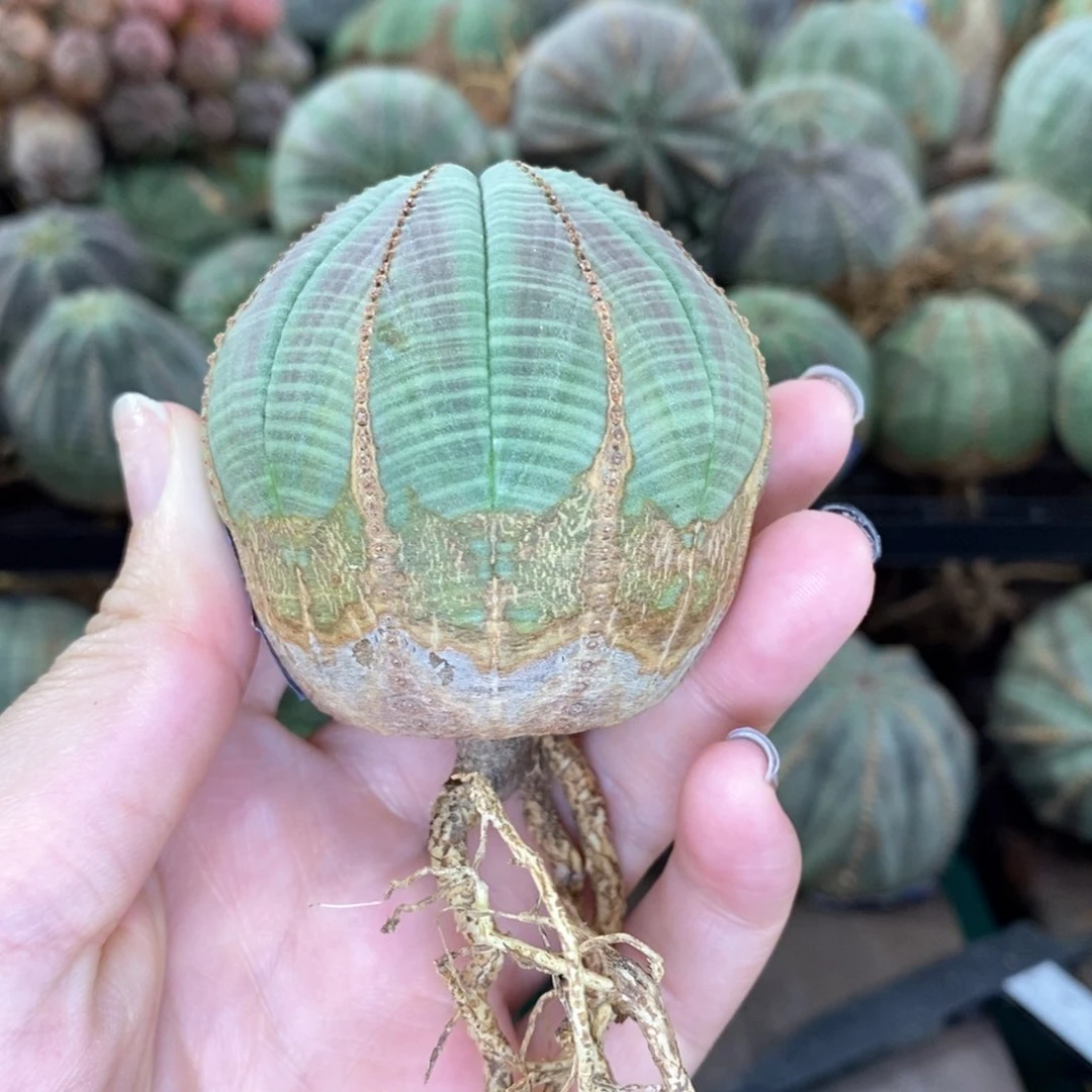 欧系实生布纹球精品