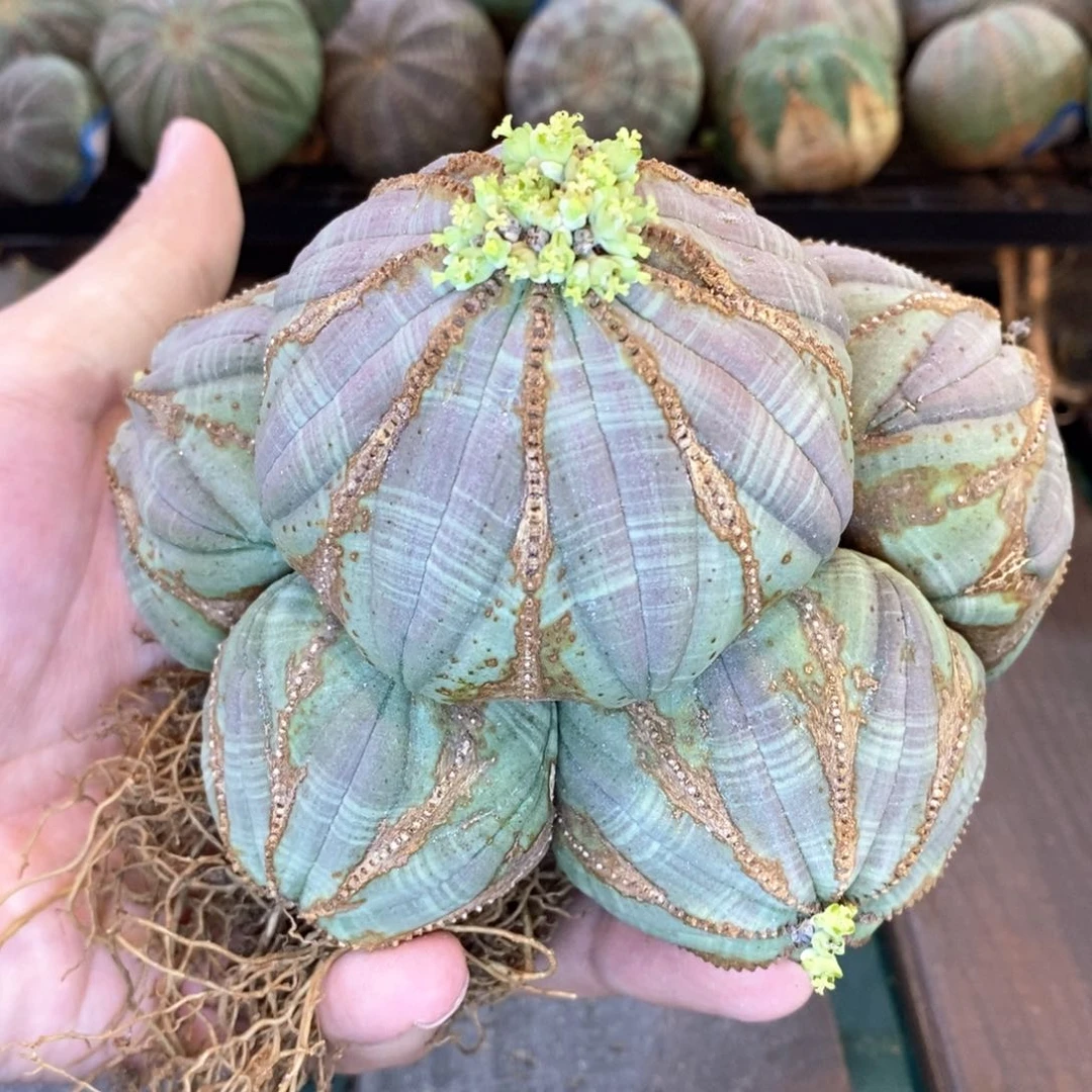 紫肌布纹球群多肉植物