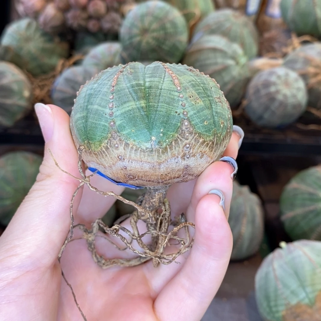 欧系实生布纹球精品