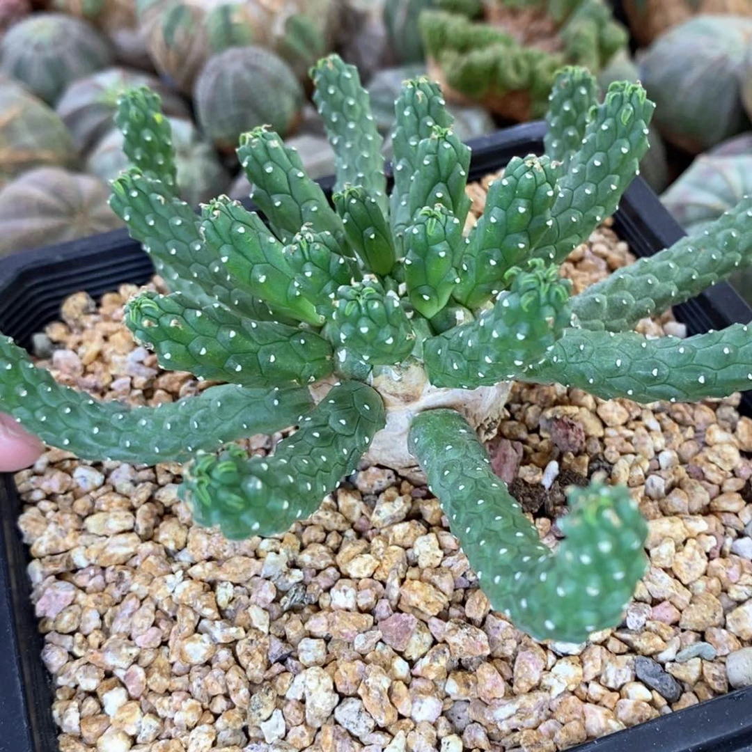 阎魔大戟多肉植物