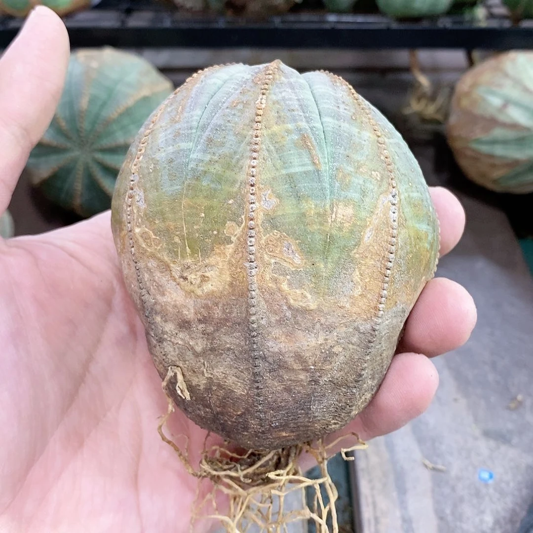 欧系实生布纹球多肉植物