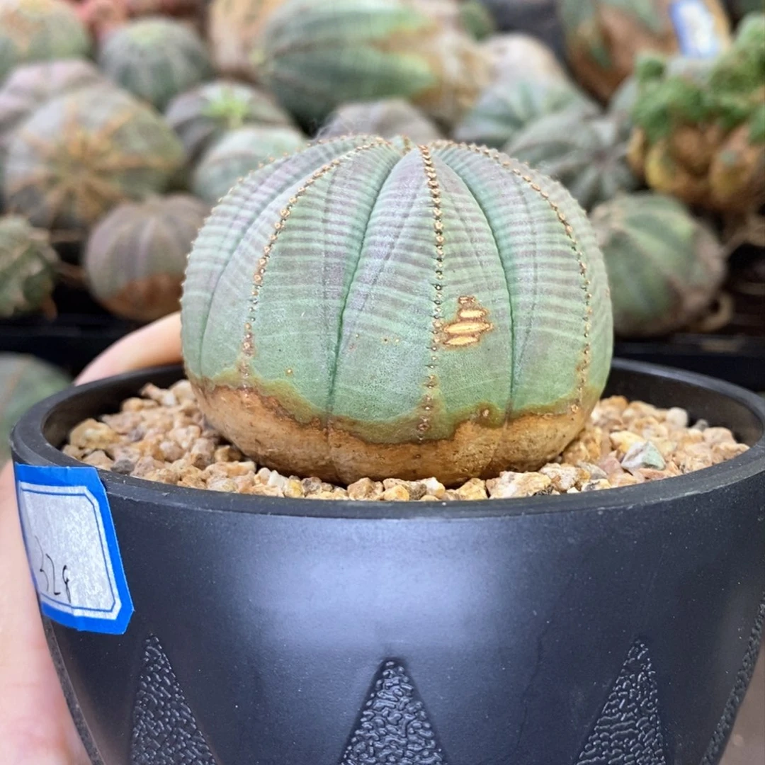 欧系实生布纹球多肉