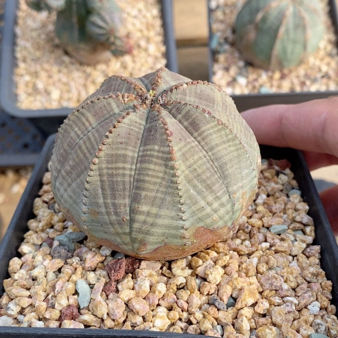 欧系实生布纹球多肉植物