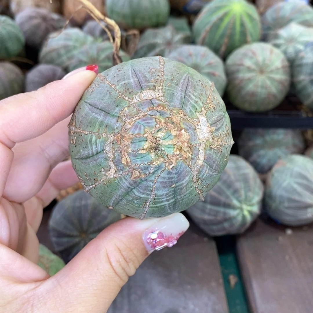 劉**少欧系实生布纹球多肉
