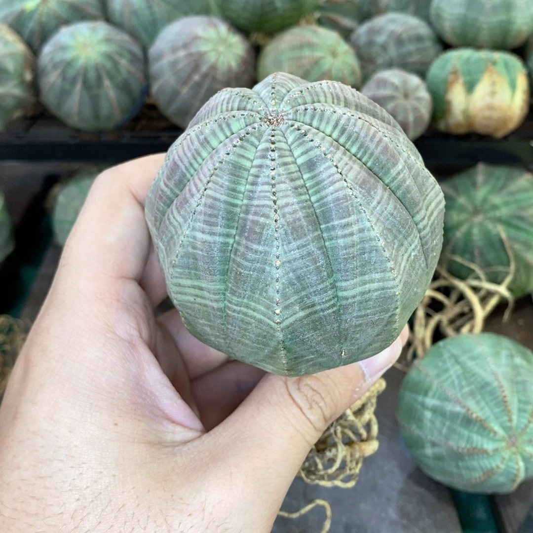 欧系实生布纹球多肉植物