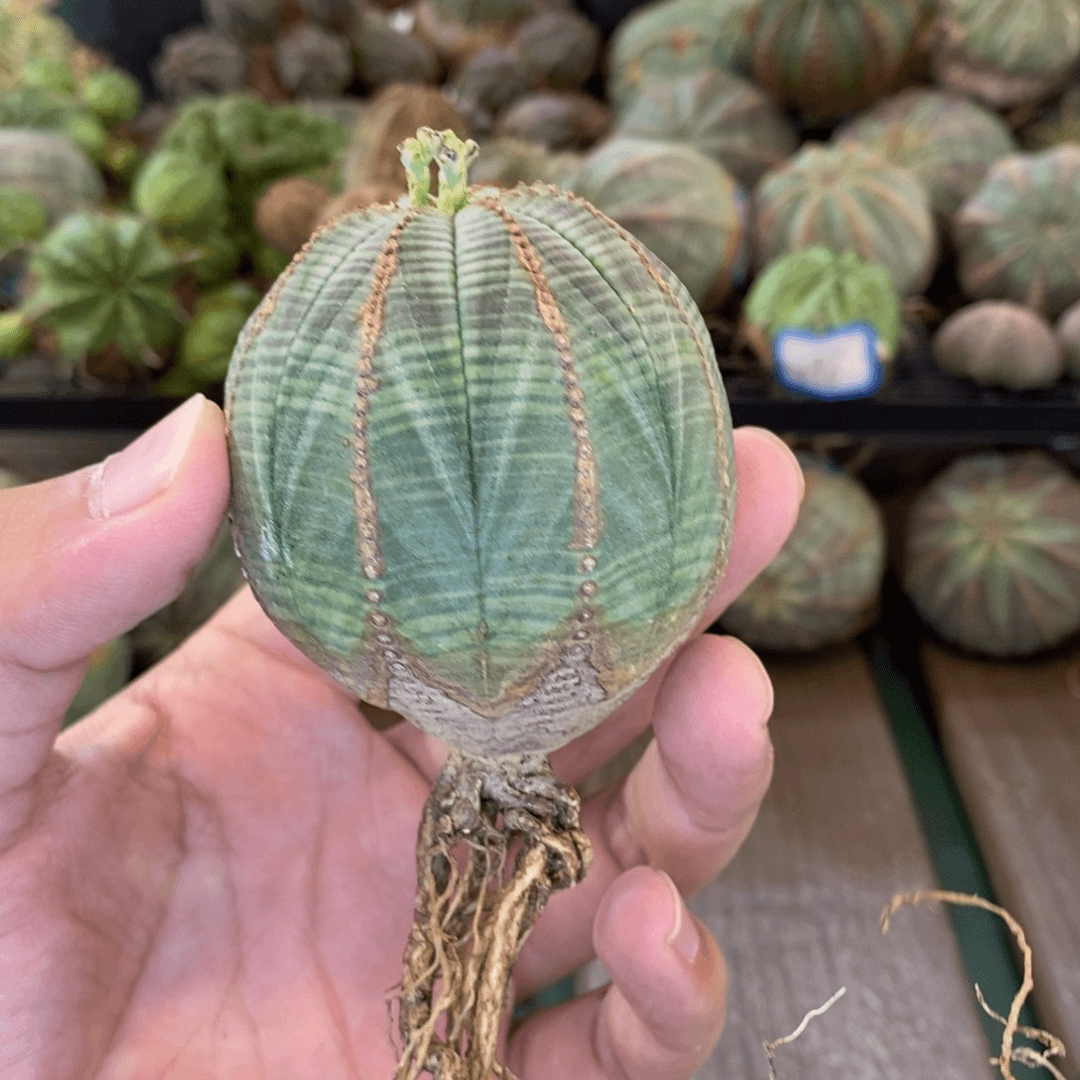 欧系实生布纹球多肉植物