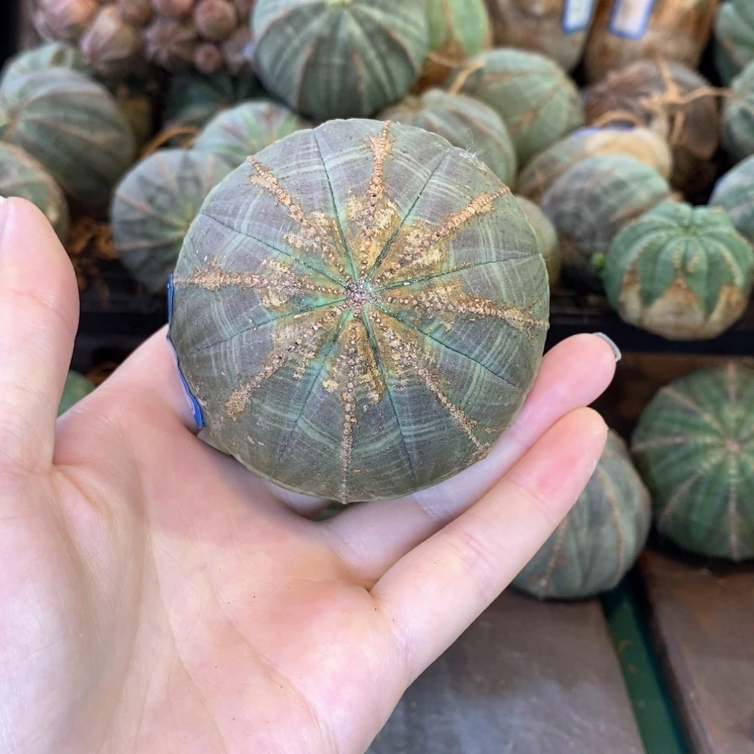 欧系实生布纹球精品