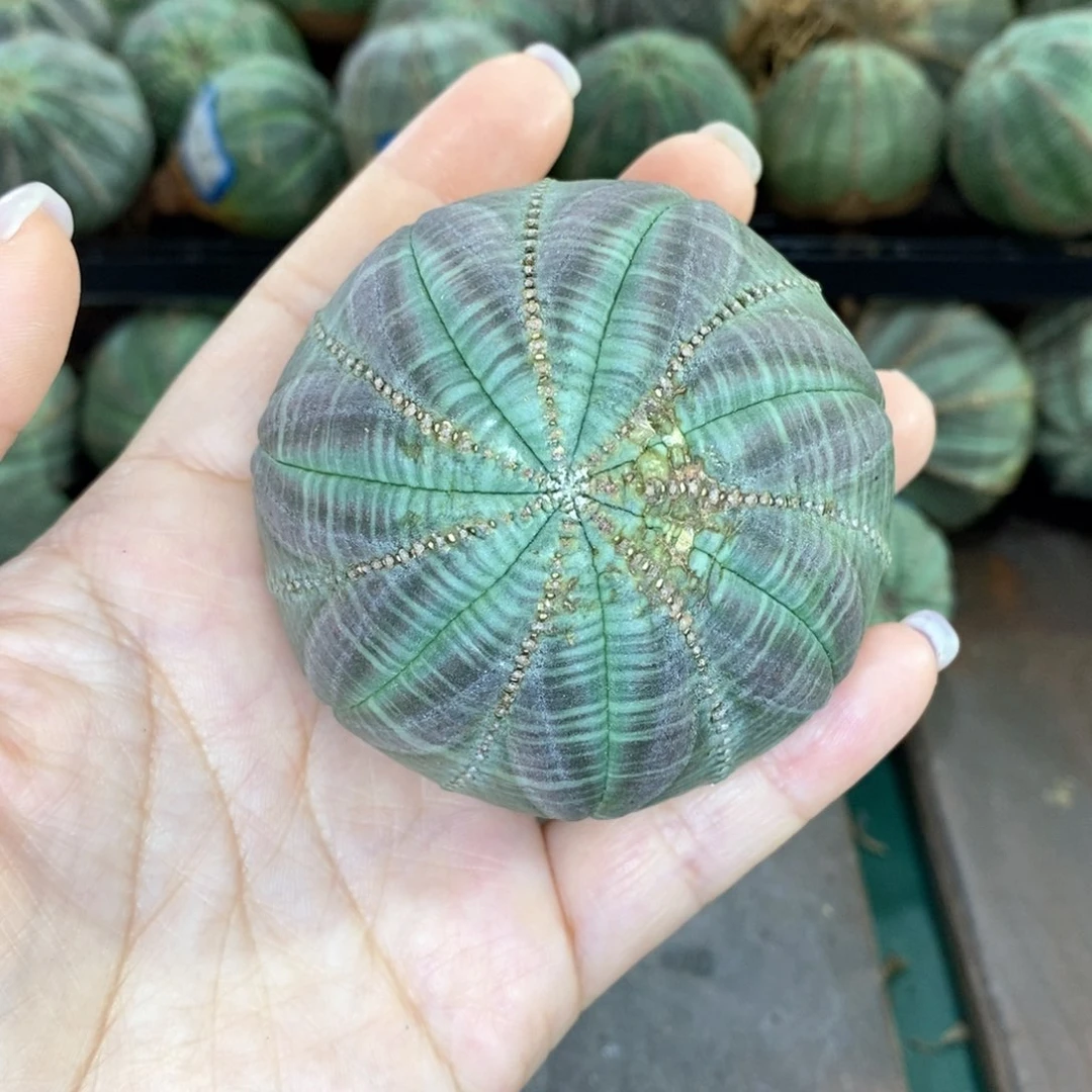 欧系实生布纹球多肉植物