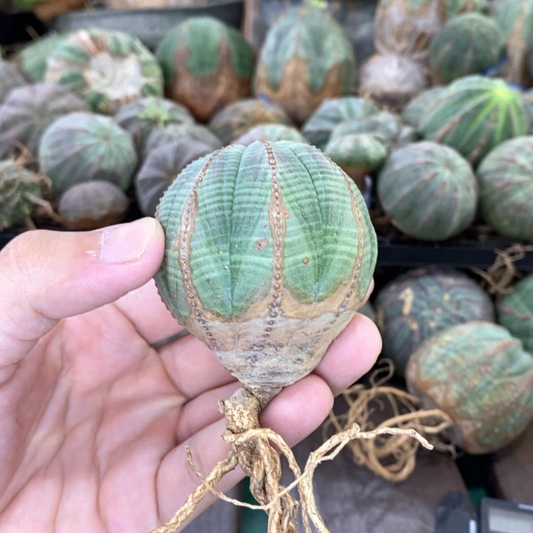 欧系实生布纹球多肉植物