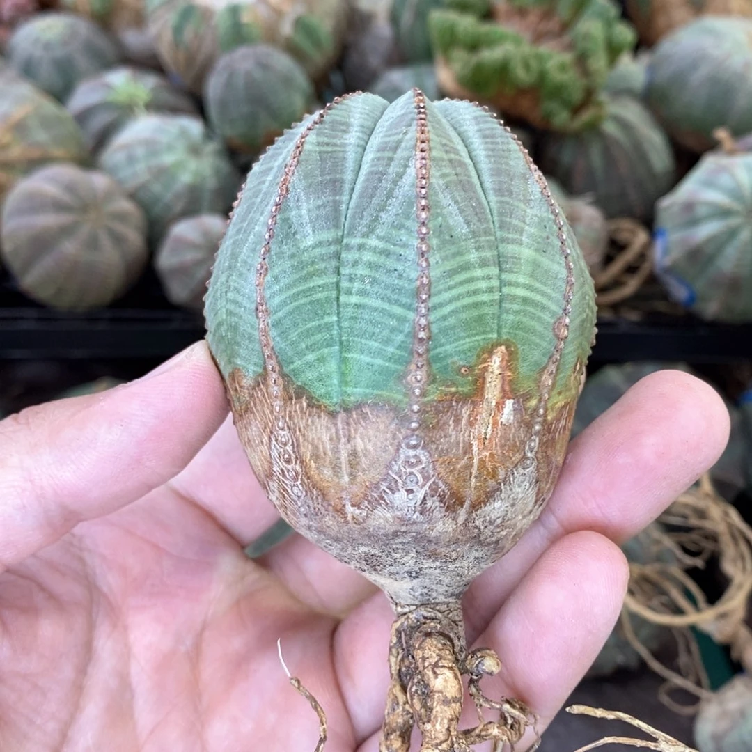欧系实生布纹球多肉植物