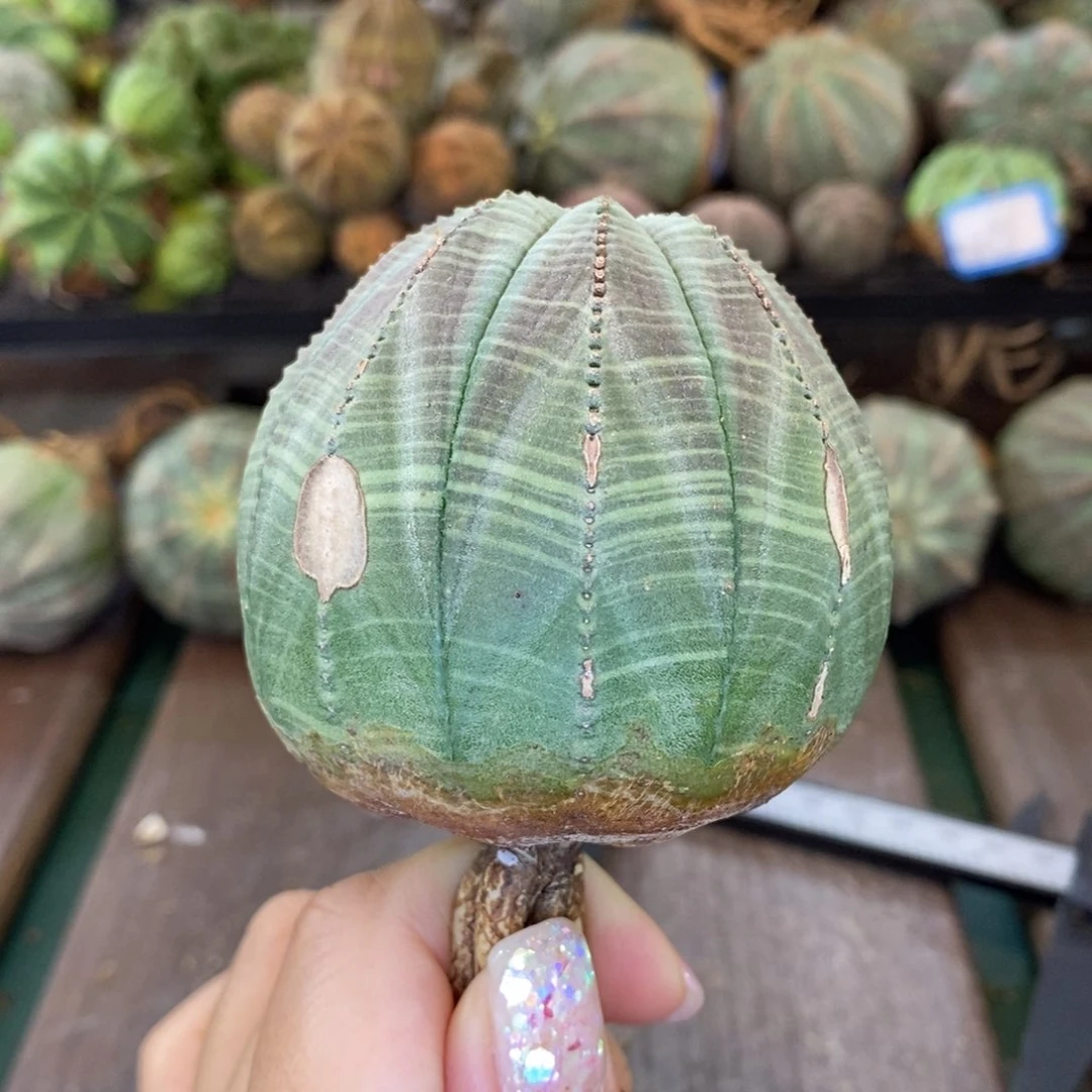 欧系实生布纹球多肉