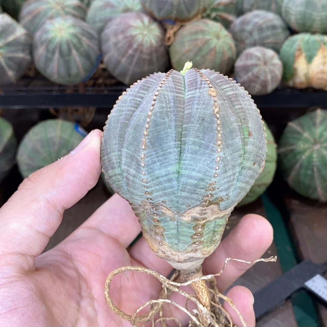 欧系实生布纹球多肉植物