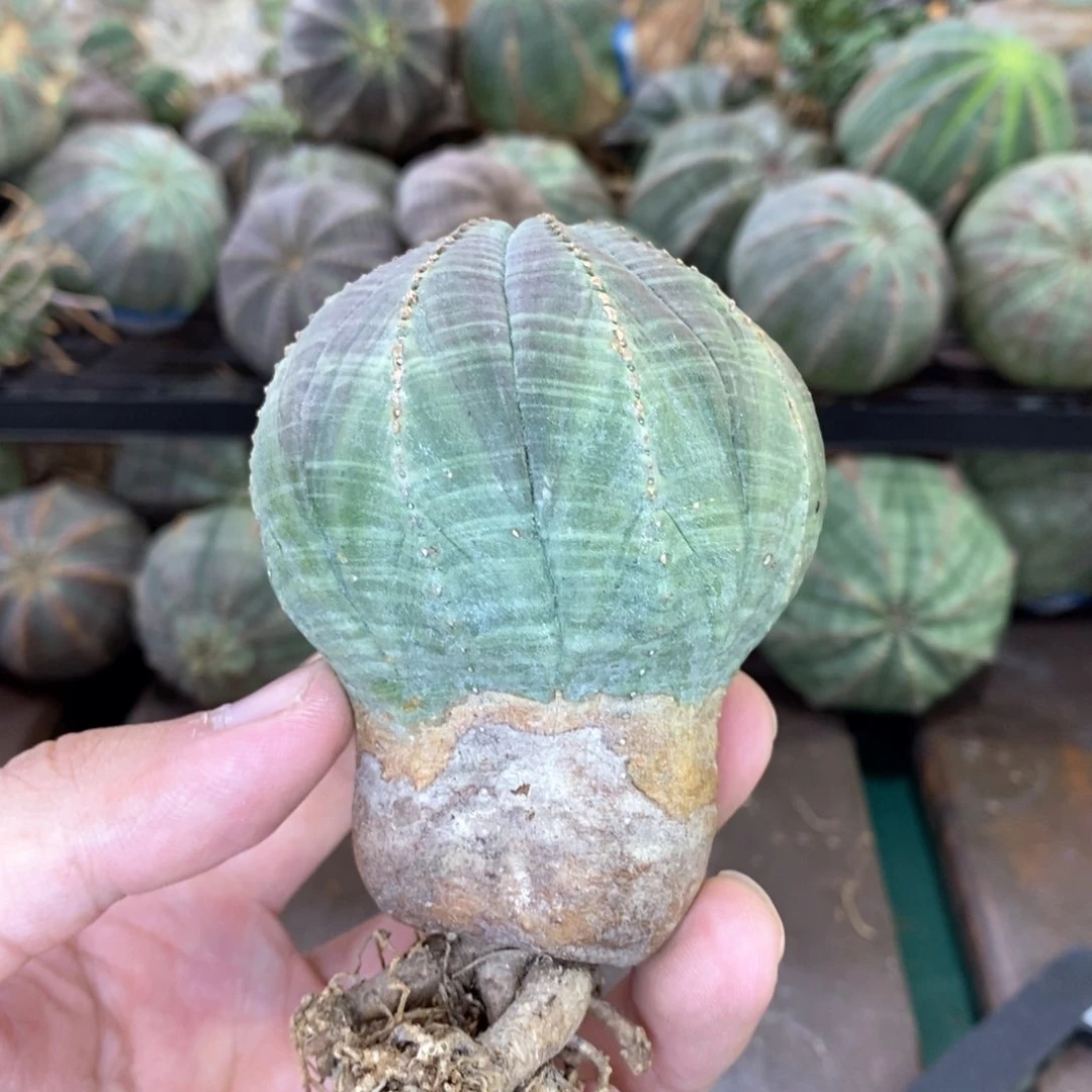 欧系实生布纹球多肉植物