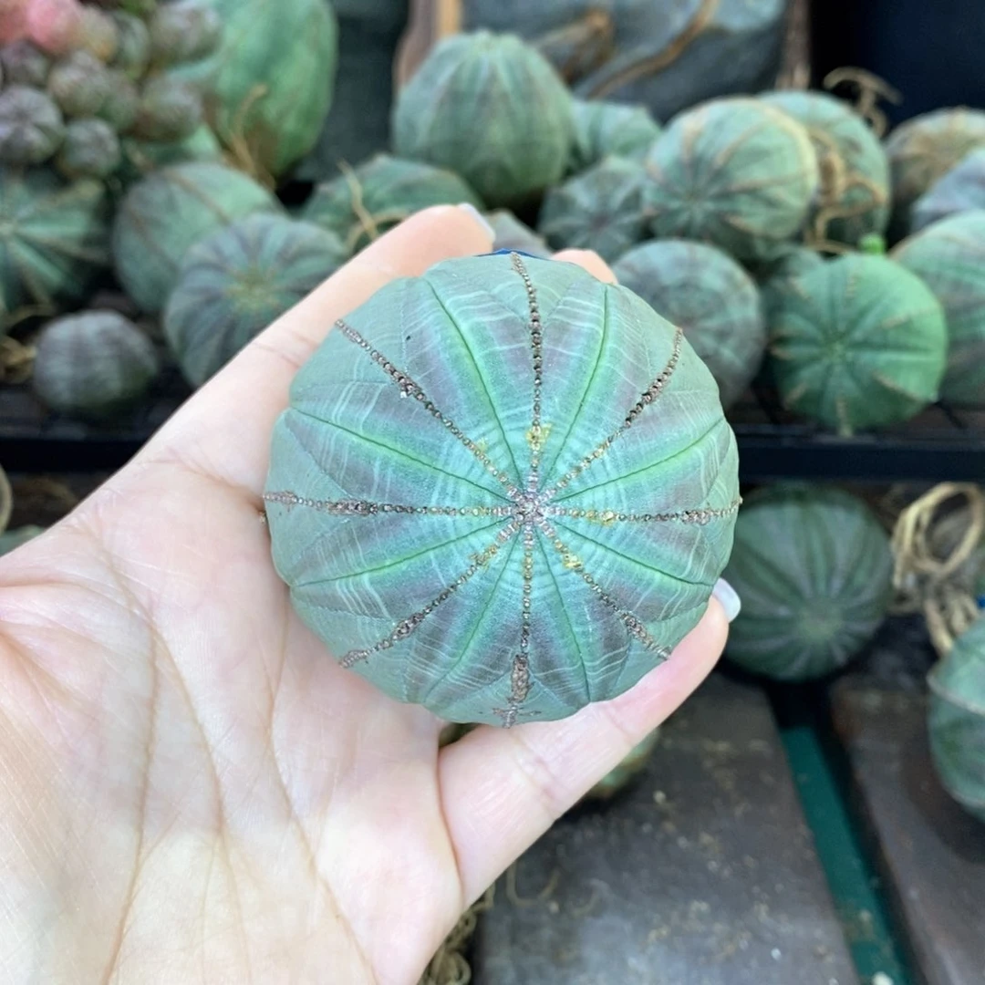 欧系实生布纹球多肉