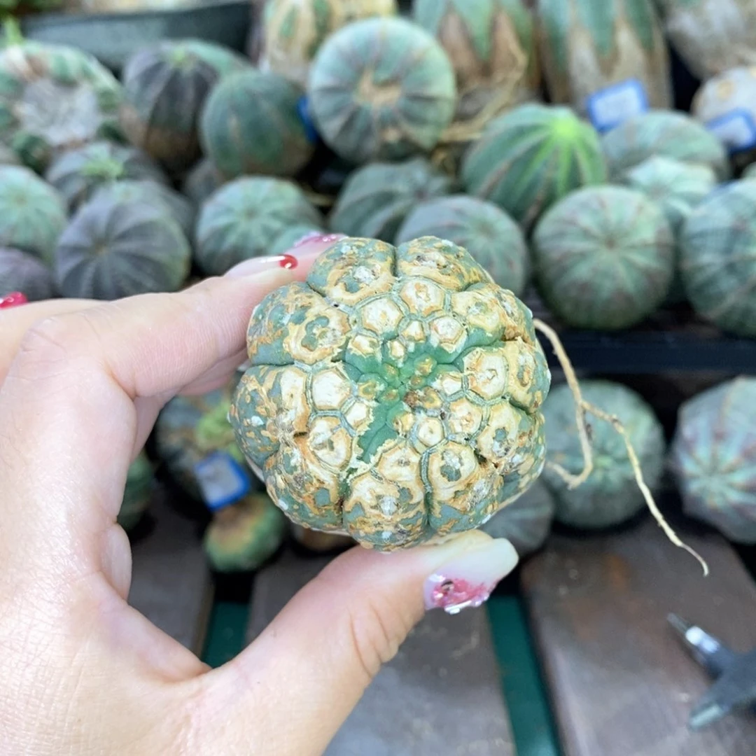 奇仙玉精品多肉植物