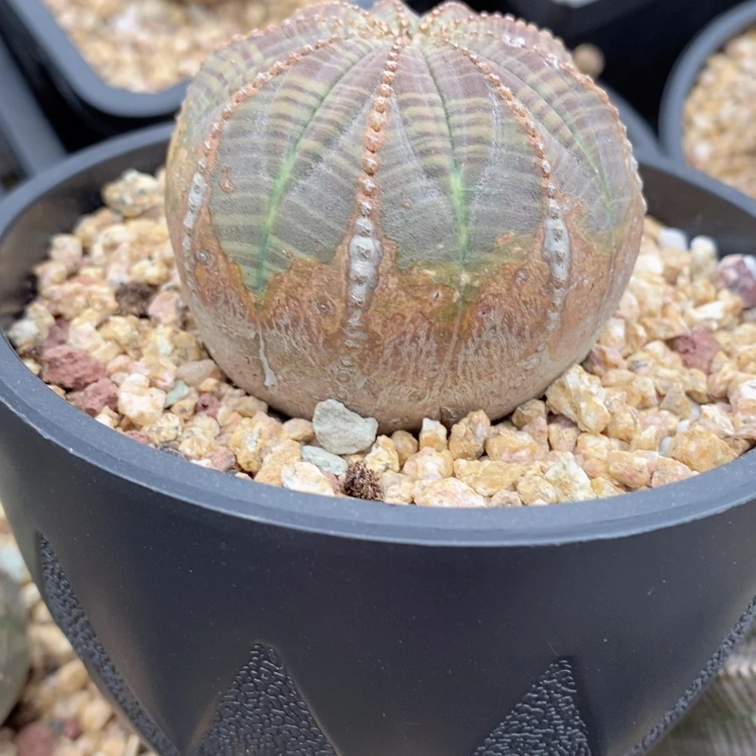 欧系实生布纹球多肉