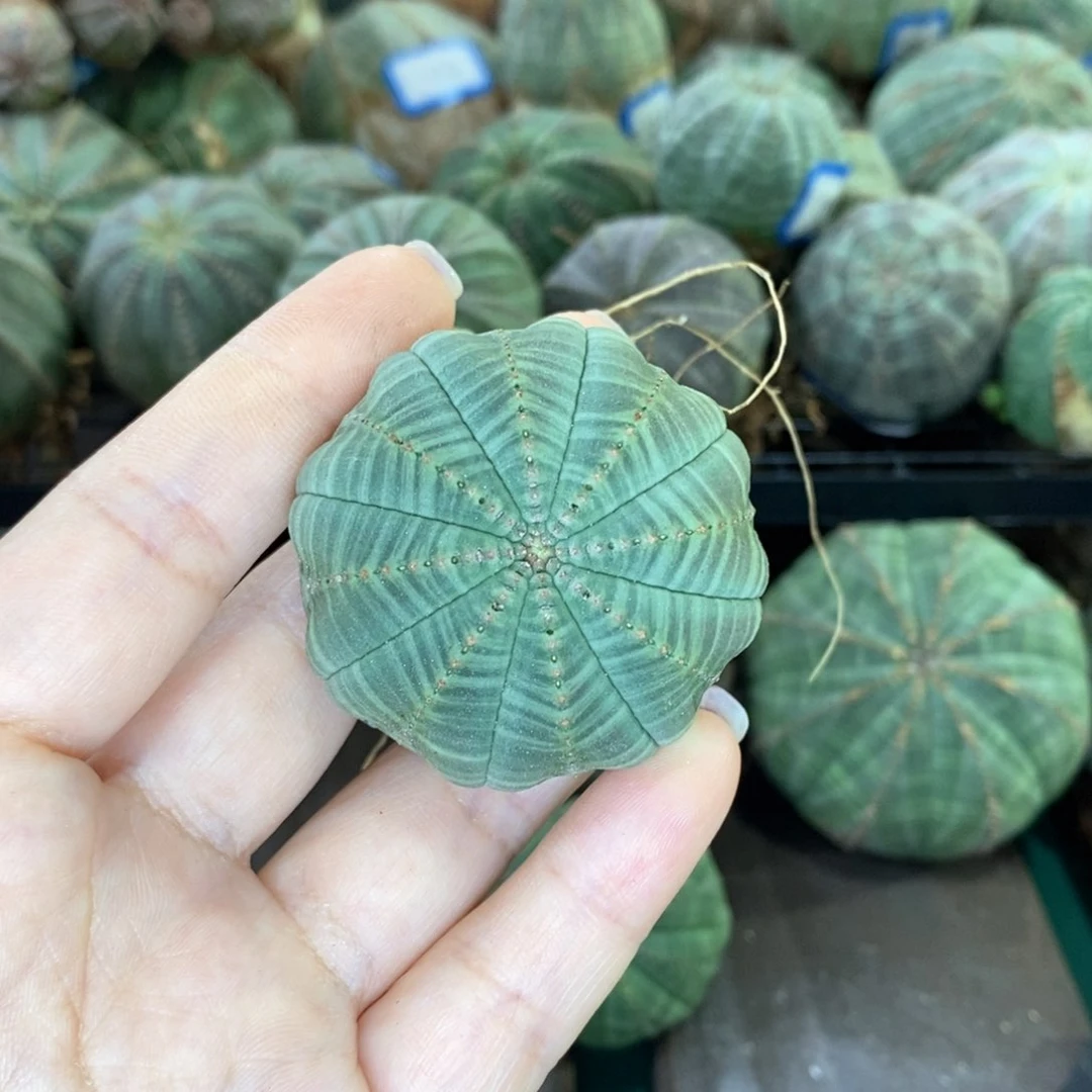 欧系实生布纹球多肉