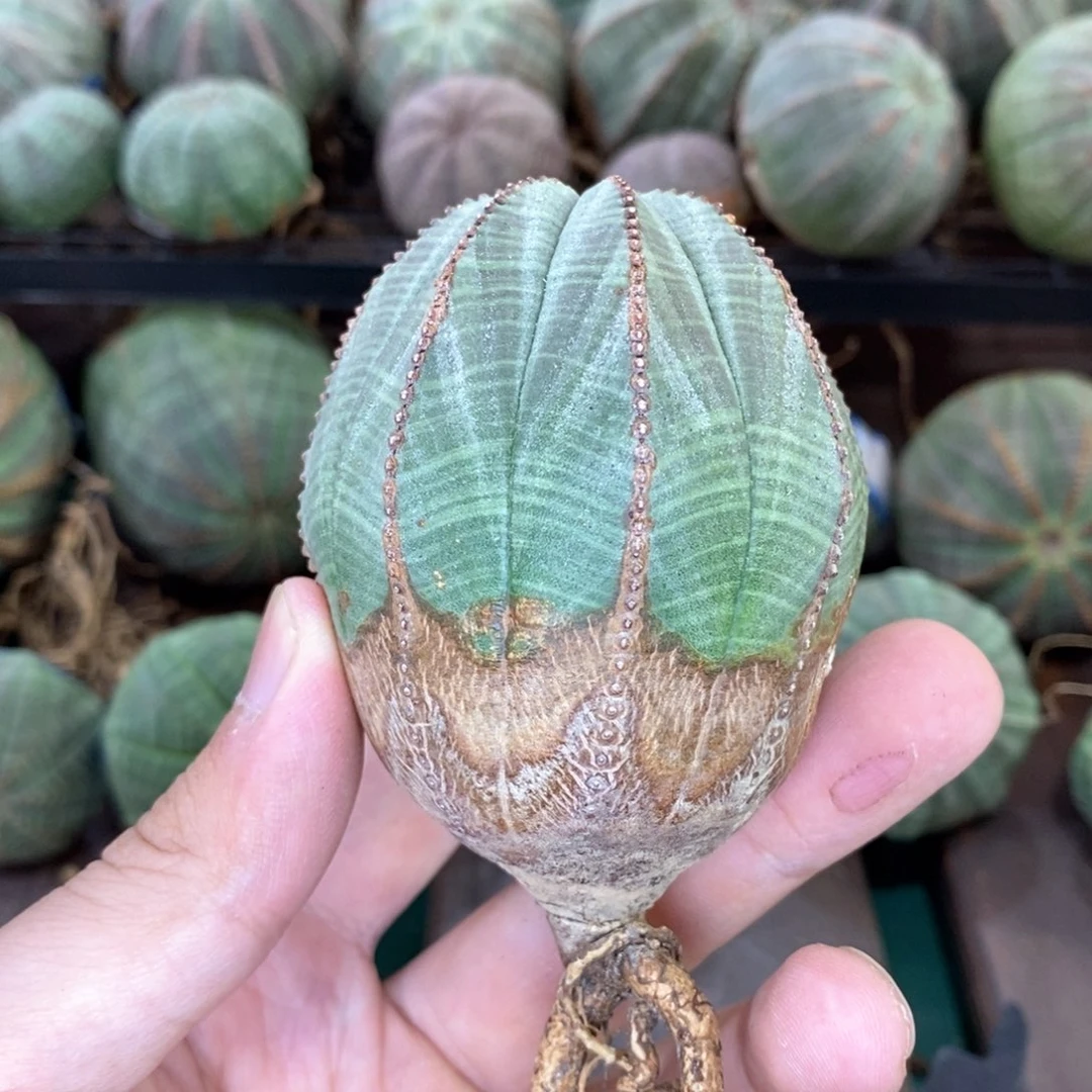 欧系实生布纹球多肉植物