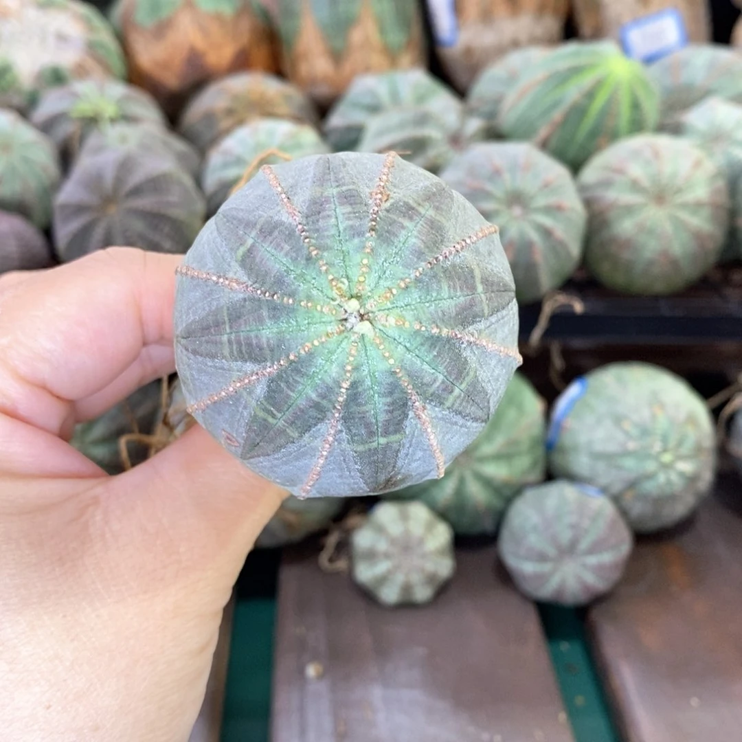 欧系实生布纹球多肉植物