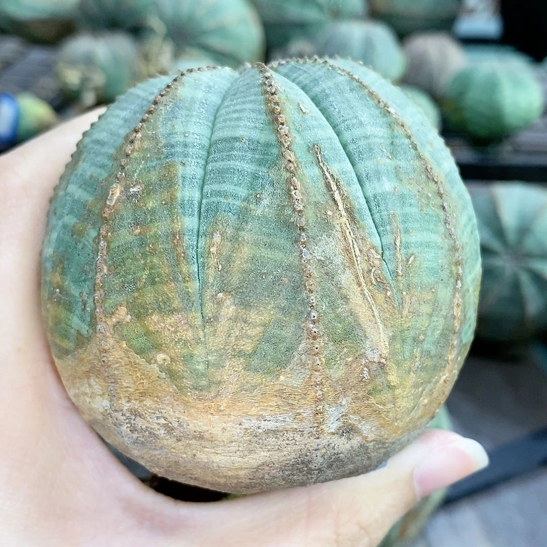 欧系实生布纹球精品