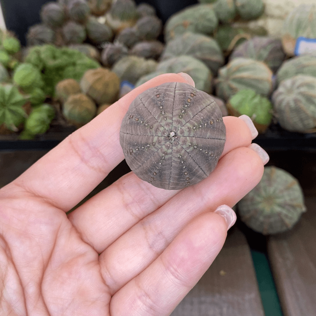 欧系实生布纹球多肉