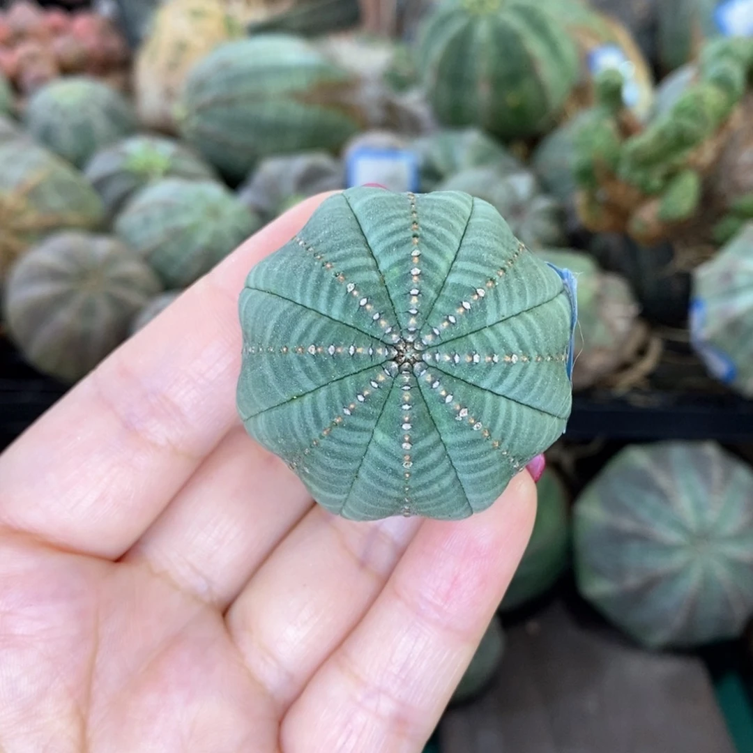 欧系实生布纹球多肉