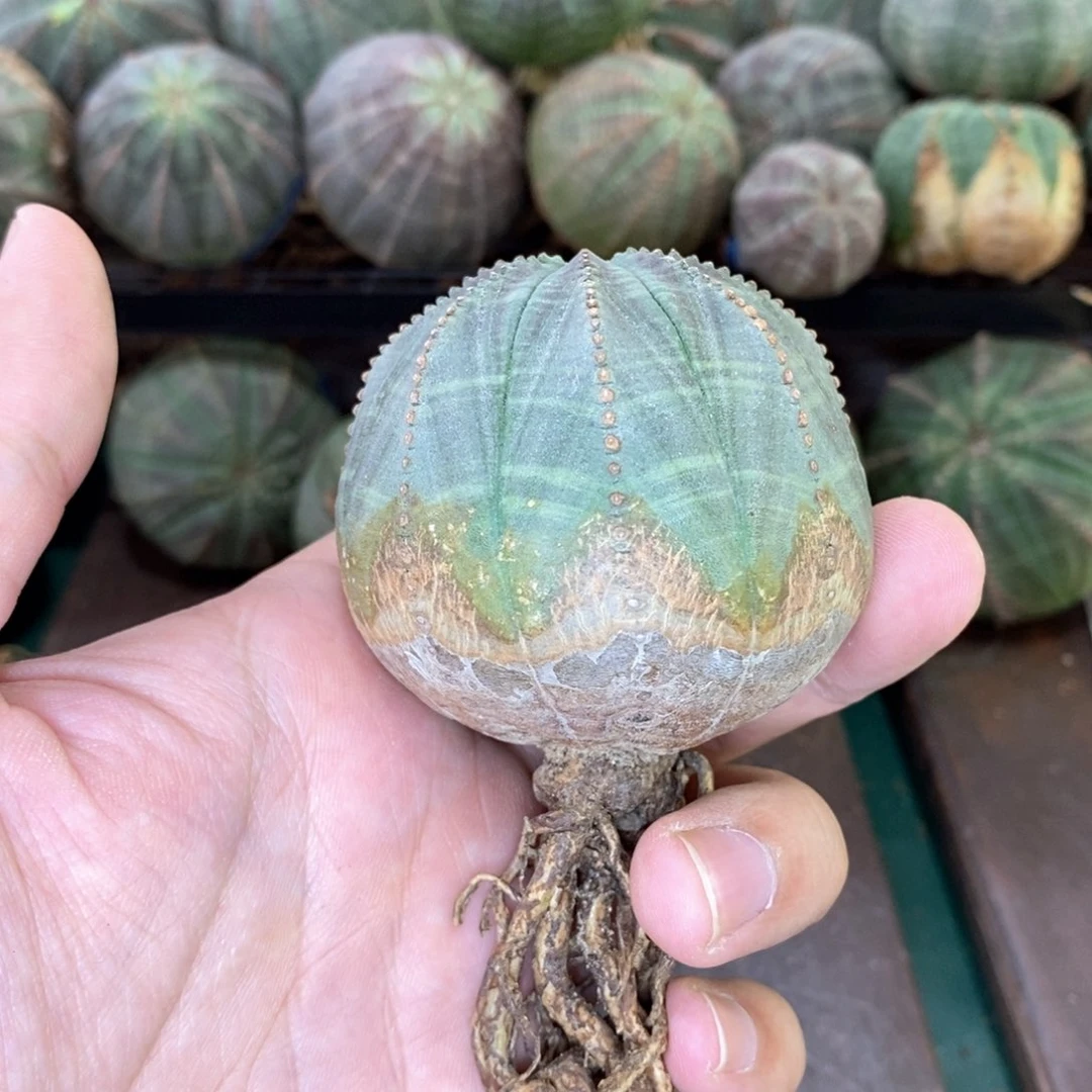 欧系实生布纹球多肉植物